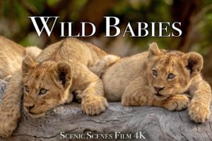 Wild Babies 4K - Amazing World Of Young Animals | Scenic Relaxation Film