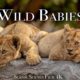 Wild Babies 4K - Amazing World Of Young Animals | Scenic Relaxation Film