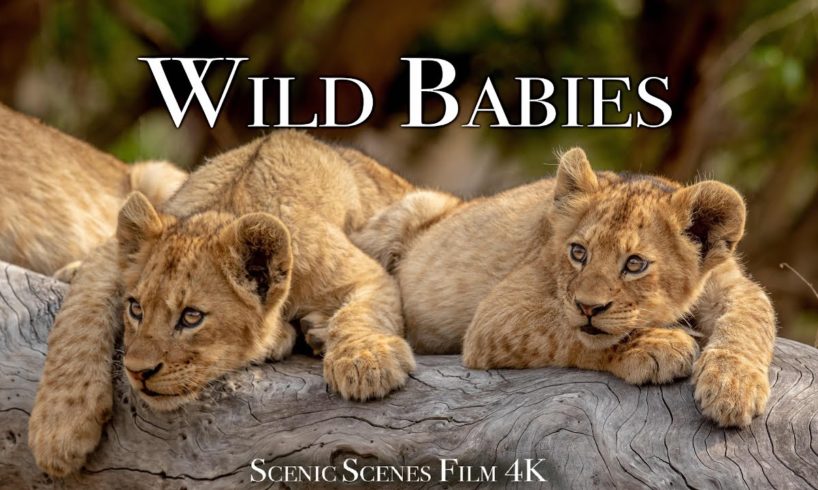 Wild Babies 4K - Amazing World Of Young Animals | Scenic Relaxation Film