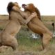 Wildlife: Two Lions Fight to See Who's King!