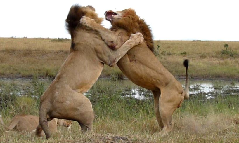 Wildlife: Two Lions Fight to See Who's King!