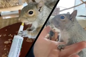 Woman Rescues Baby Squirrel