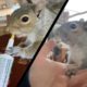 Woman Rescues Baby Squirrel