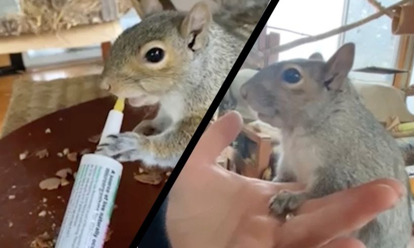 Woman Rescues Baby Squirrel