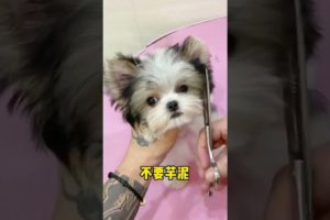 Woohoo   Funniest Maltese & Cutest Puppies Maltese  Funny Puppies Videos Compilation 35