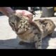 Woww ! ! Poor Cat Was So Hungry When We Found Her / RESCATE ANIMALES 2022