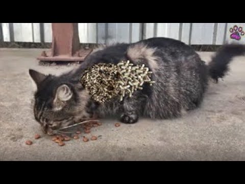 Woww ! ! Stray Cats Are Waiting For Food / RESCATE ANIMALES 2022