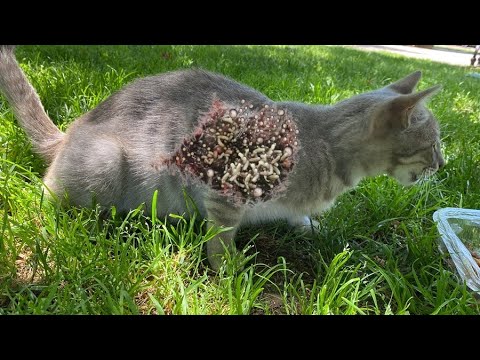 Wowww ! ! Stray Gray CAT Was So Hungry When We Found Him / Animal Rescue Video 2022
