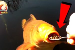 You will be surprised to see, Fish eat food with a spoon | Animal Effects.