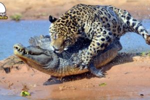 You will be surprised to see, Jaguar Attack Crocodile In  water | Animal Effects