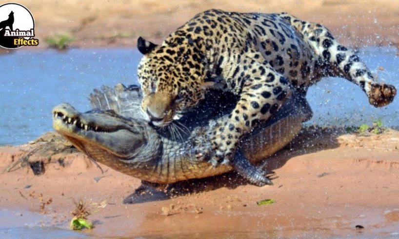 You will be surprised to see, Jaguar Attack Crocodile In water | Animal Effects