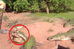 You'll be surprised to see, This crocodile bit the other crocodile's leg and ate it | Animal Effects