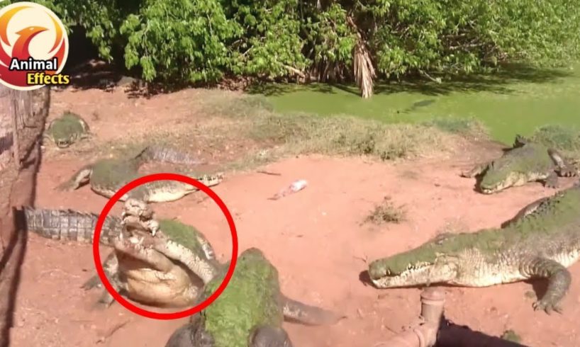 You'll be surprised to see, This crocodile bit the other crocodile's leg and ate it | Animal Effects