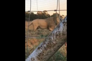 Zoo lion vs Wild Lion 🤯🦁 #shorts #youtubeshorts #animal