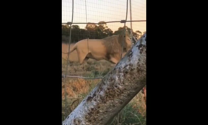 Zoo lion vs Wild Lion 🤯🦁 #shorts #youtubeshorts #animal