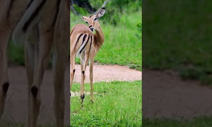 amazing animal | animal fighting (2022) #shorts