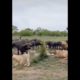 animal fighting | top animal fighting  (2022) #shorts