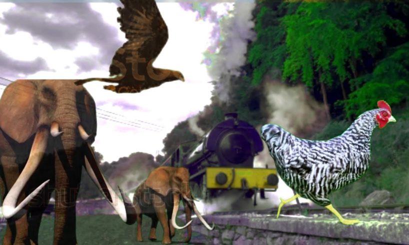 animals  playing and train coming ||#vfx video #kinemaster video