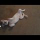 animals playing dead dogs cats dolphins and bunnies amazing