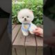 cute puppy video 🥰 world cutest puppy 😍#short #youtubeshorts #cutepuppy #ytshort #cute #shorts #yt