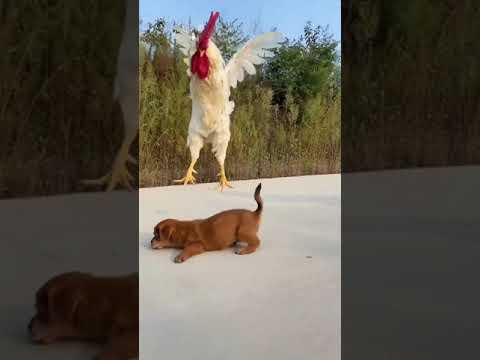 cute puppy videos - funny and cute pomeranian videos #4 | cutest puppies