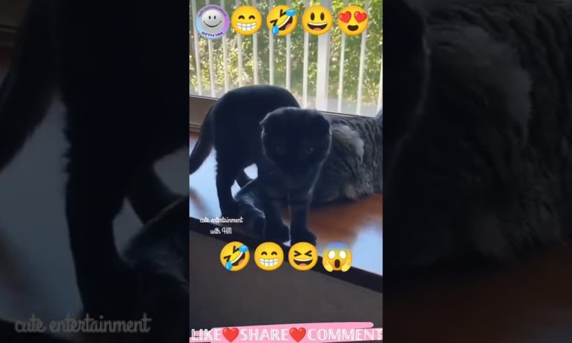 cute🐱😍🐱#cat #baby #nice #playing #lovable 😍#video😍#2022 |#animals #cute #amazing|#viral #shorts 😍😍