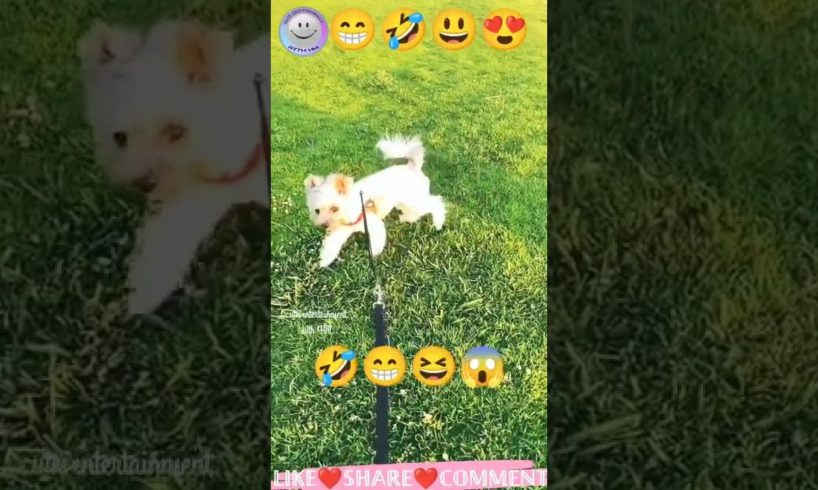 cute😃🐕🐕😃#dog #white #nice #playing #lovable 🐕😍#video😍#2022 |#animals #cute #amazing|#viral #shorts