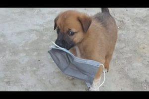 cutest PUPPY ❤️ | my puppy playing | #puppy #dogs #shorts