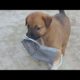 cutest PUPPY ❤️ | my puppy playing | #puppy #dogs #shorts