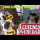 #cutest  PUPS,  #rescued dog   #adopted  INDIES ,#best street animal  #INDIES VS top BREED PUPS