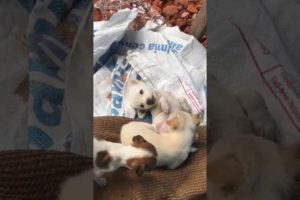 cutest puppies doing funny things
