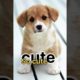 cutest puppies ever #shorts #viral #thecuteanimals short