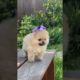 cutest puppies||full of joy|| #shorts #cutepuppy #doglover #dog