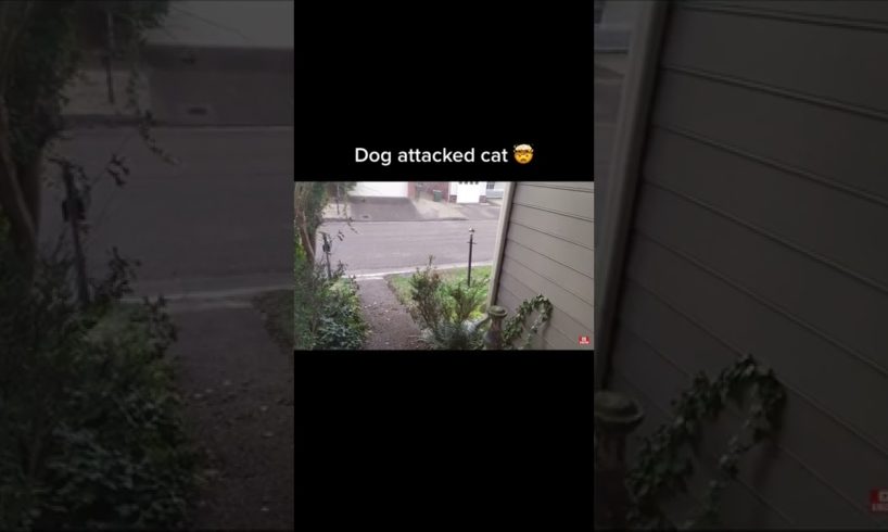 dog attacks on a cat 😟 video credit~ epic.animal.fights on tiktok #shorts #shortvideo