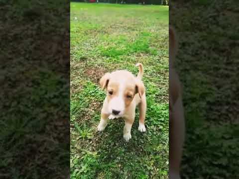 funniest and cutest puppies