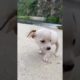 funny puppies - dogs doing funny things tik tok ~ cutest puppies tiktok compilation ~ fluppy