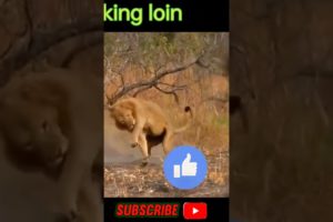 kill loin one shot. #shorts #shortsfeed #shortvideo #shortsvideo #animals