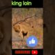 kill loin one shot. #shorts #shortsfeed #shortvideo #shortsvideo #animals