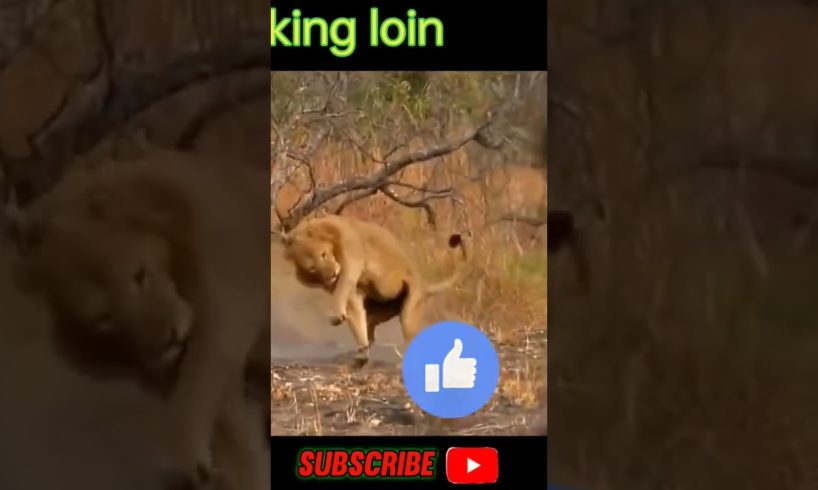 kill loin one shot. #shorts #shortsfeed #shortvideo #shortsvideo #animals