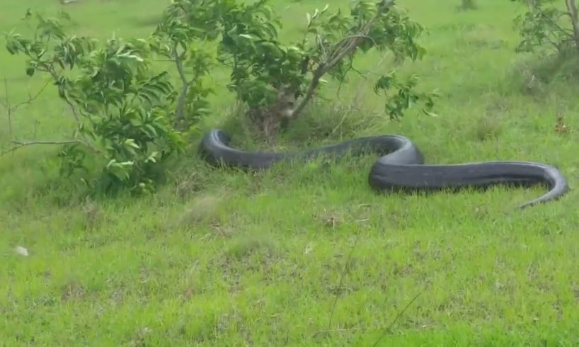 murliwale hausla, animal rescue #shorts  #murliwalehausla #trending #new #viral Snake