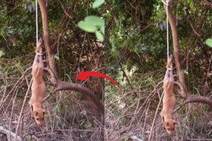 rescued pity puppy trapped in tree then feeding little puppy at field so good