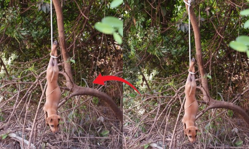 rescued pity puppy trapped in tree then feeding little puppy at field so good