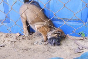 rescued stray puppy stuck in fence then he fed little puppy most favorite food- enjoyed eating so