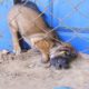 rescued stray puppy stuck in fence then he fed little puppy most favorite food- enjoyed eating so