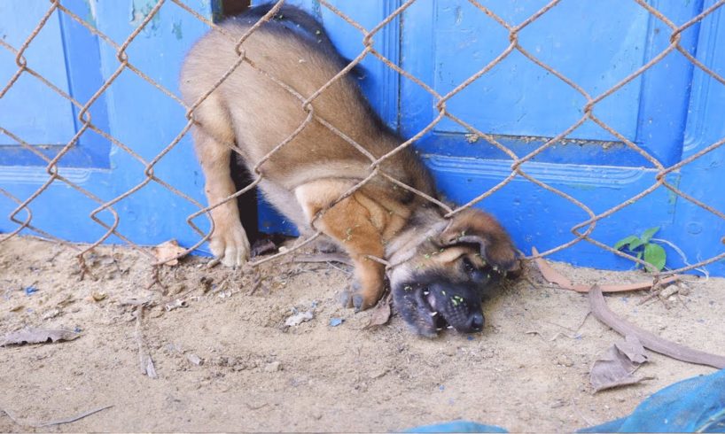 rescued stray puppy stuck in fence then he fed little puppy most favorite food- enjoyed eating so
