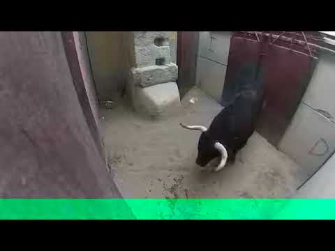 very Dangerous Bulls Fight video Best animal fights