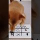 who is better 🥰 || dog playing o x || #shorts #youtube #ytshorts #baby #animals #dog