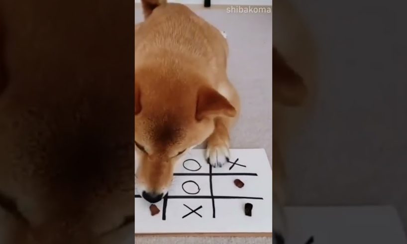 who is better 🥰 || dog playing o x || #shorts #youtube #ytshorts #baby #animals #dog