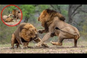 wild animal fight | wild animal fights in hindi | animal fights | animal video