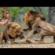 wild animal fight | wild animal fights in hindi | animal fights | animal video